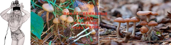 шишки Фурманов